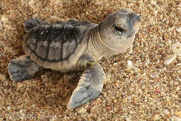 ساحل تخم گذاری لاک پشت ها در قشم