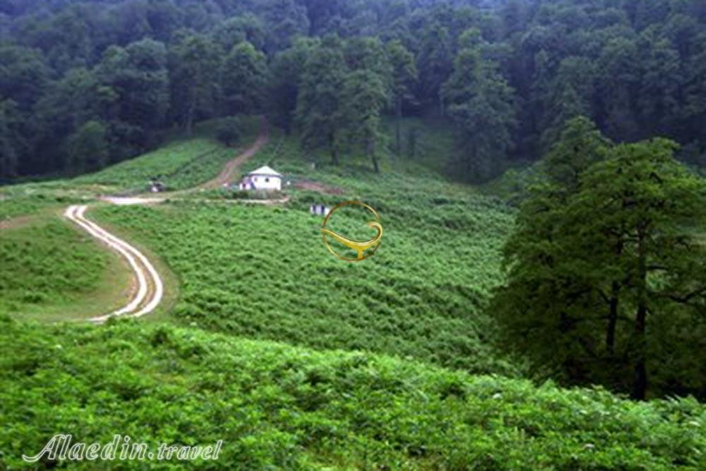 جنگل دالخانی رامسر | علاءالدین تراول