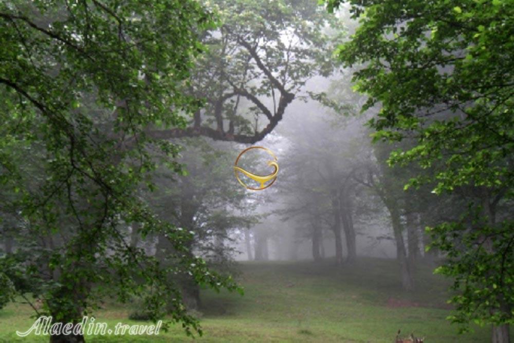 جنگل دالخانی رامسر | علاءالدین تراول