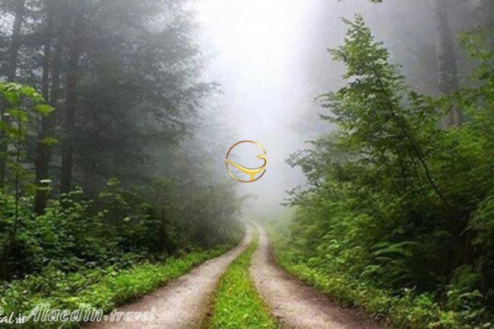 جنگل دالخانی رامسر | علاءالدین تراول