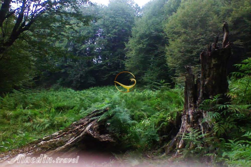 جنگل دالخانی رامسر | علاءالدین تراول