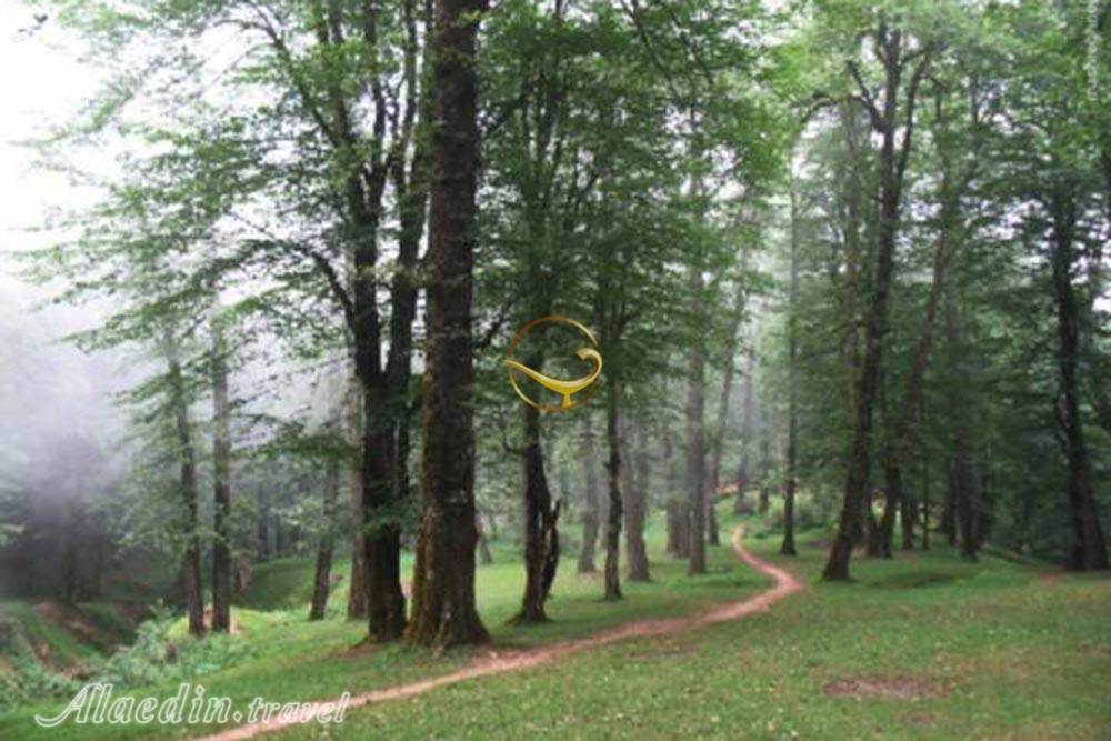 جنگل دالخانی رامسر | علاءالدین تراول