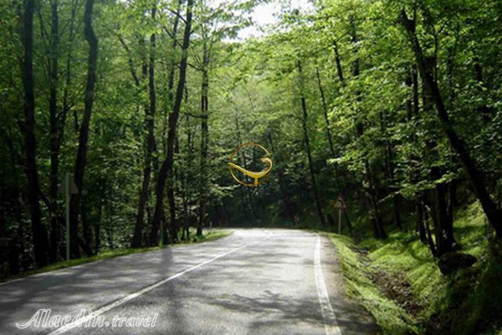 جنگل دالخانی رامسر | علاءالدین تراول