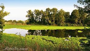 مرداب عینک رشت