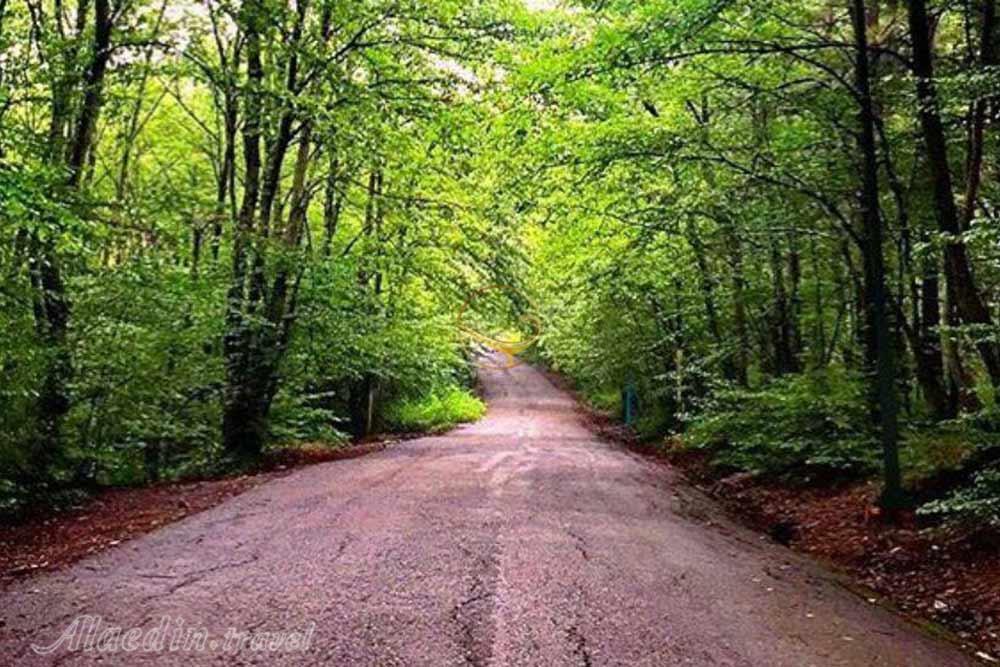 پارک جنگلی سراوان رشت | علاءالدین تراول