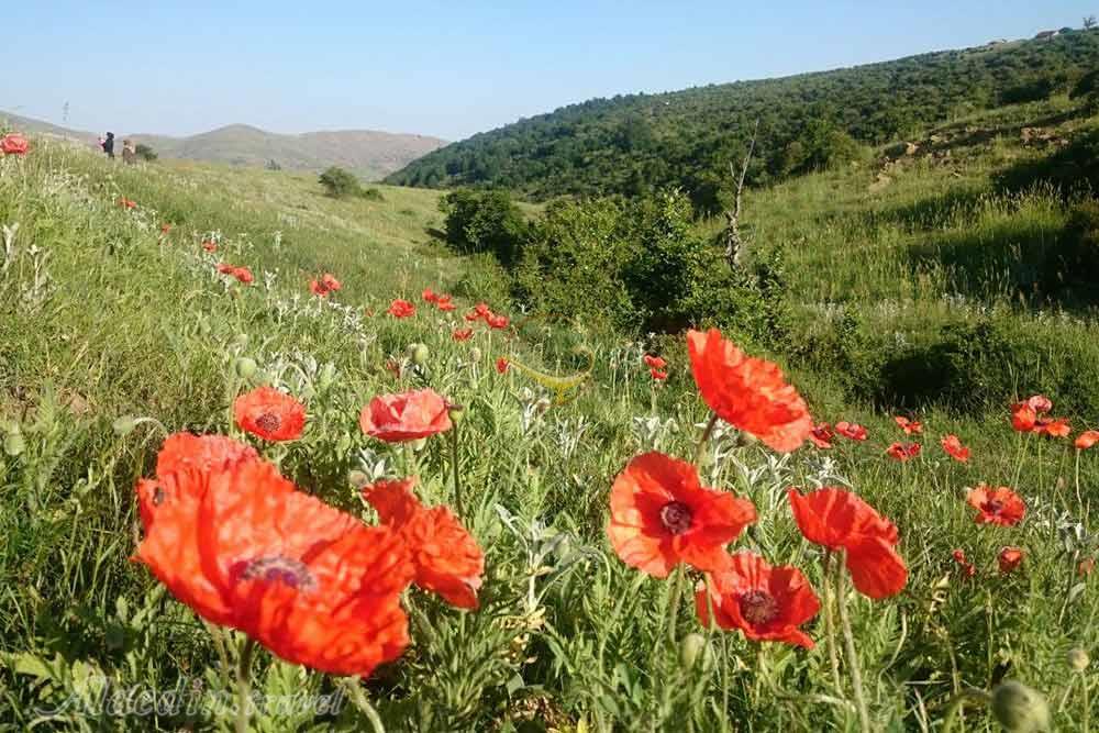 منطقه عمارلو رودبار | علاءالدین تراول