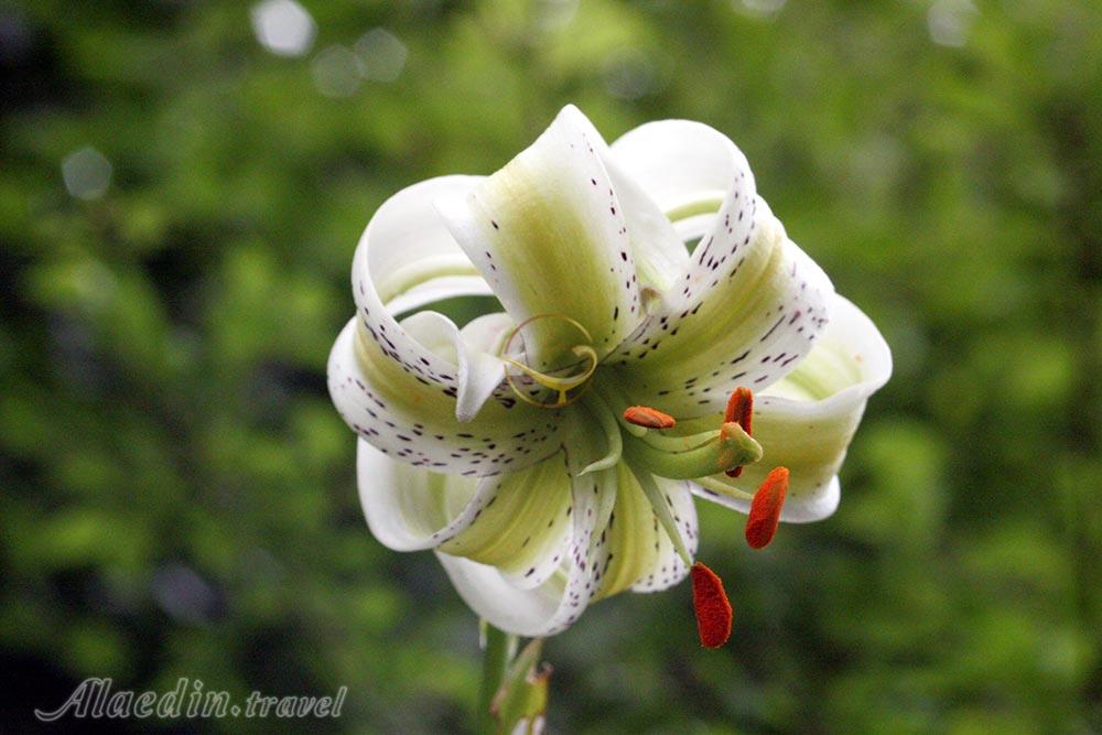 منطقه عمارلو رودبار | علاءالدین تراول