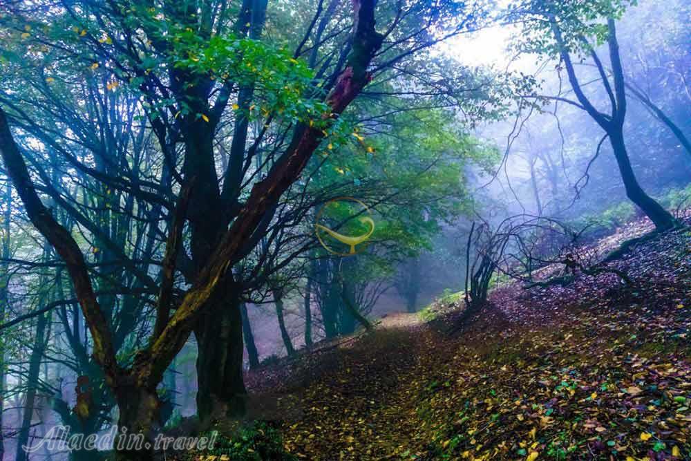 جنگل نقله بر رودبار | علاءالدین تراول