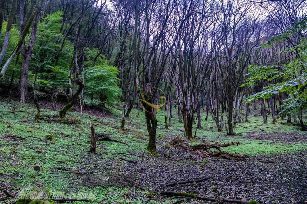 جنگل نقله بر رودبار | علاءالدین تراول