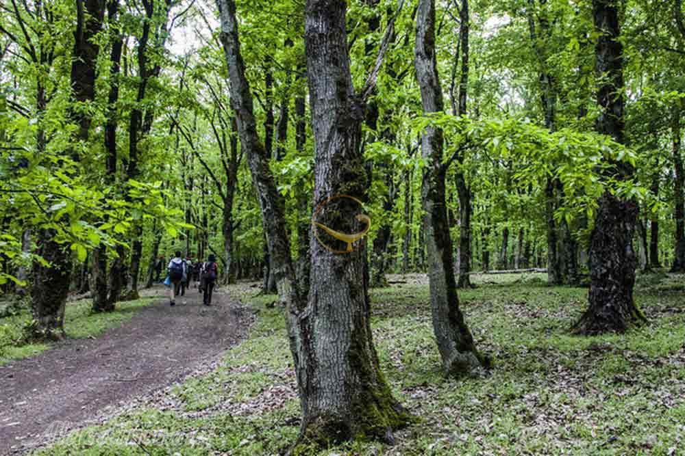 جنگل نقله بر رودبار | علاءالدین تراول