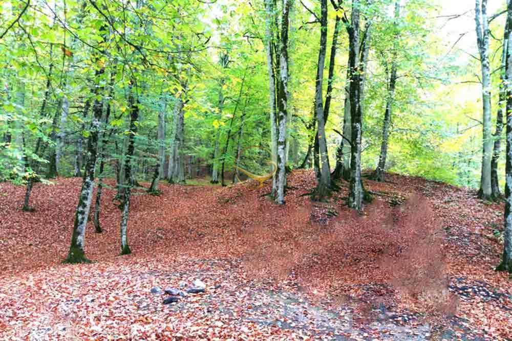 ییلاق سی دشت رودبار | علاءالدین تراول