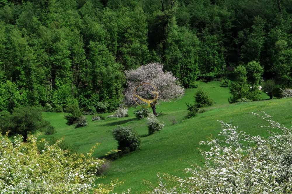 ییلاق سی دشت رودبار | علاءالدین تراول