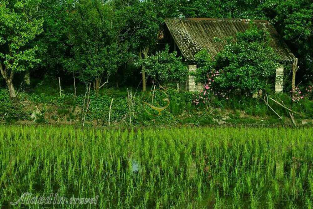 روستای حسن سرا رودسر | علاءالدین تراول