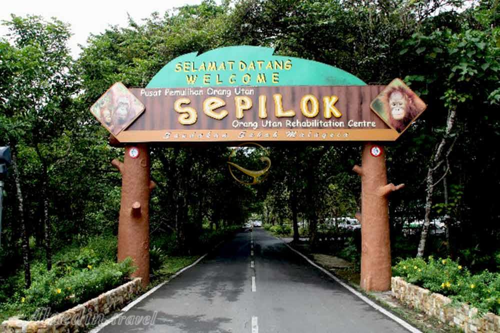 مرکز اورانگوتان سیپیلاک در صباح | علاءالدین تراول