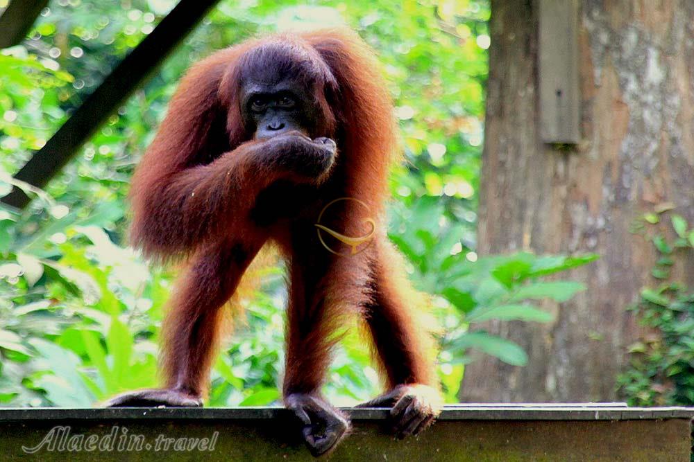 مرکز اورانگوتان سیپیلاک در صباح | علاءالدین تراول