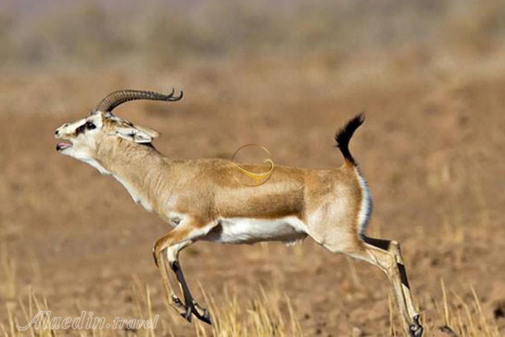 پناهگاه حيات وحش شير احمد سبزوار | علاءالدین تراول