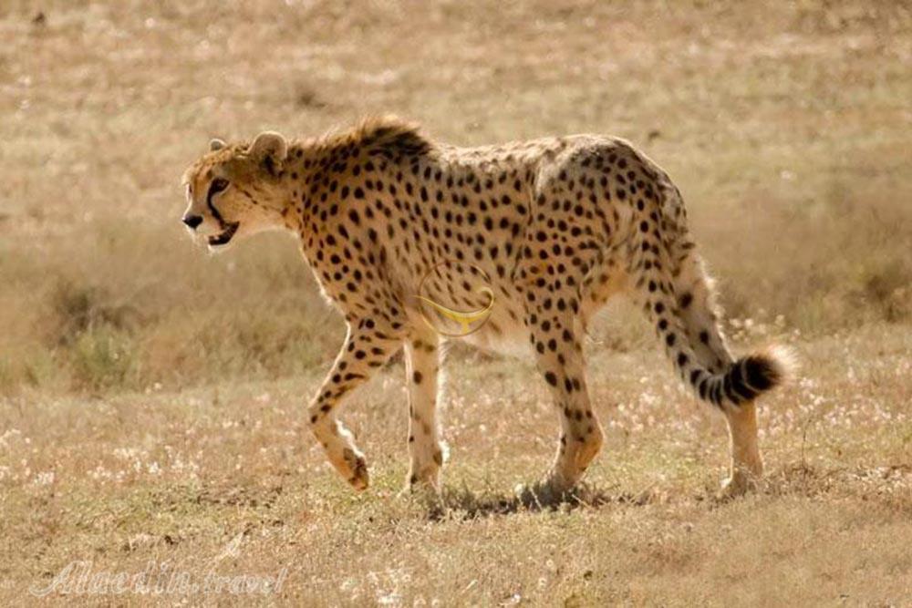 پناهگاه حيات وحش شير احمد سبزوار | علاءالدین تراول