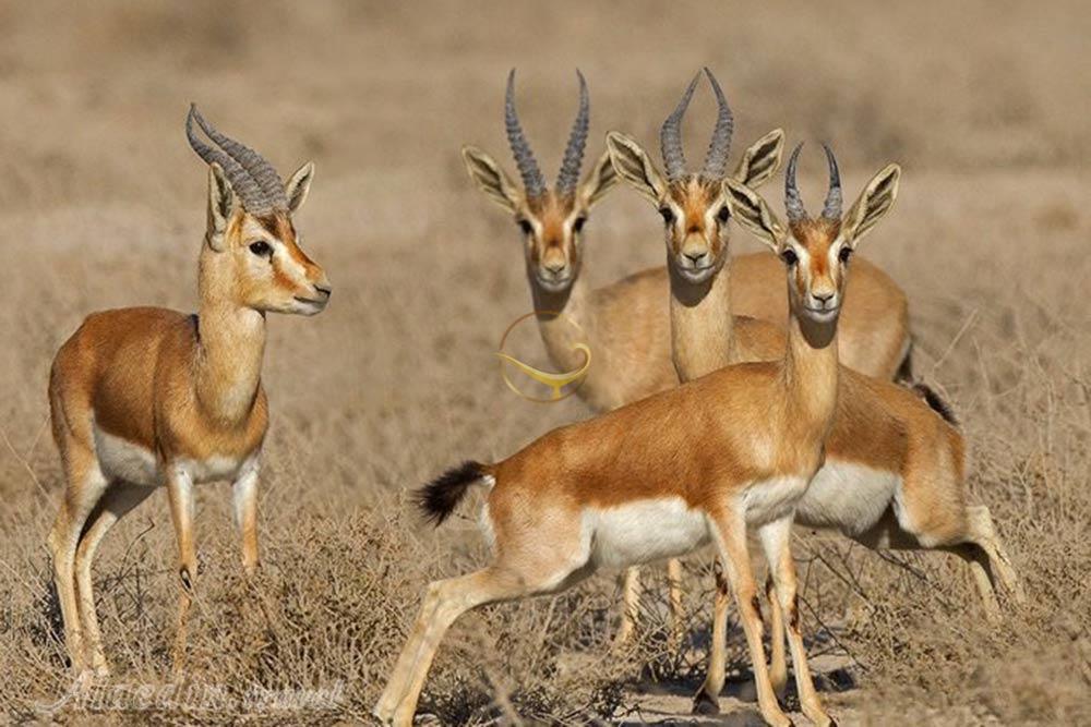 پناهگاه حيات وحش شير احمد سبزوار | علاءالدین تراول