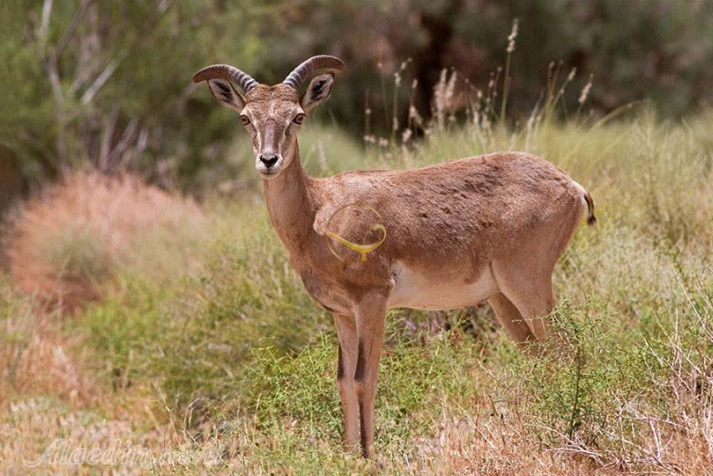 پناهگاه حيات وحش شير احمد سبزوار | علاءالدین تراول