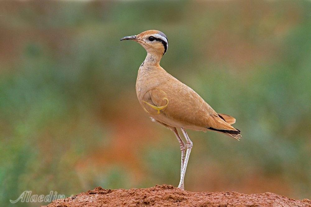 پناهگاه حيات وحش شير احمد سبزوار | علاءالدین تراول