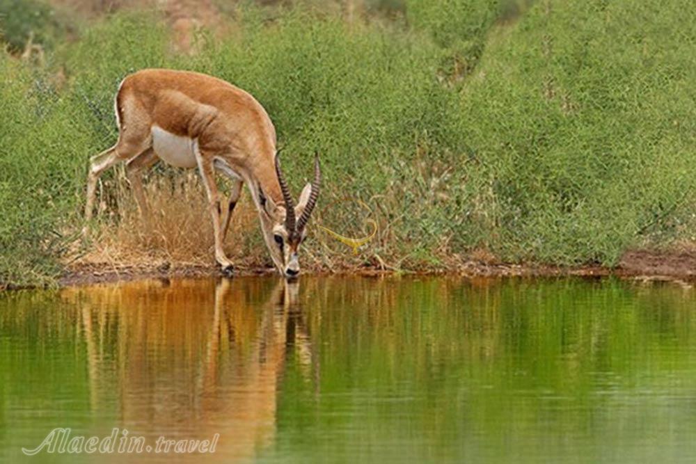 پناهگاه حيات وحش شير احمد سبزوار | علاءالدین تراول