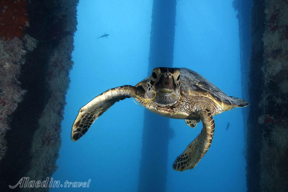 مرکز غواصی کوکو ساراواک - مالزی | علاءالدین تراول