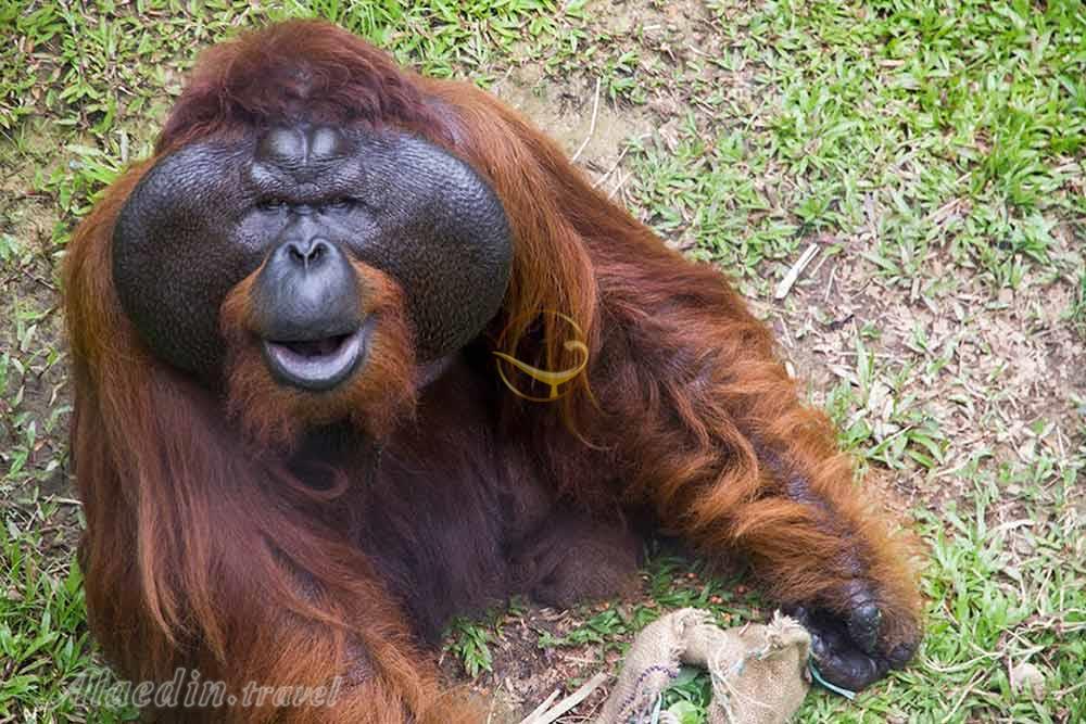 مرکز حیات وحش ماتانگ در ساراواک | علاءالدین تراول