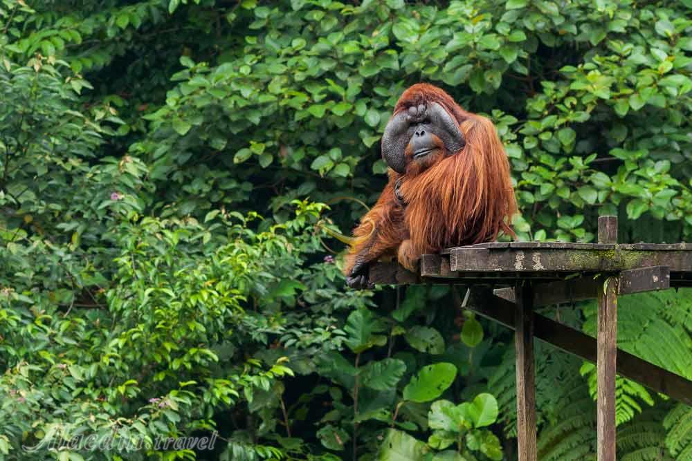 مرکز حیات وحش ماتانگ در ساراواک | علاءالدین تراول