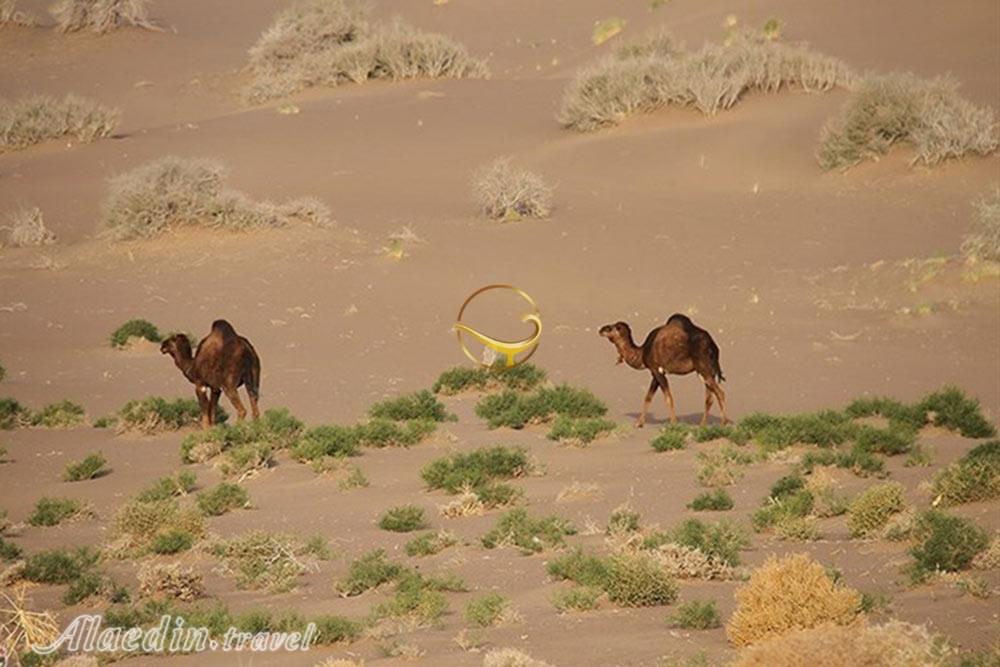 کویر سه قلعه سرایان | علاءالدین تراول