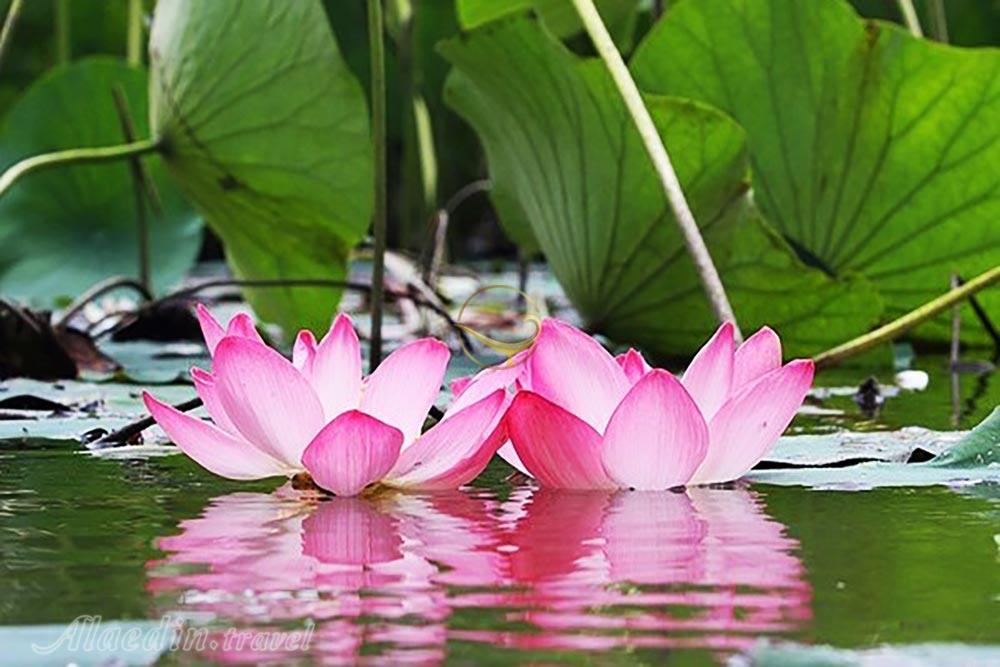 پارک نیلوفر آبی ساری | علاءالدین تراول