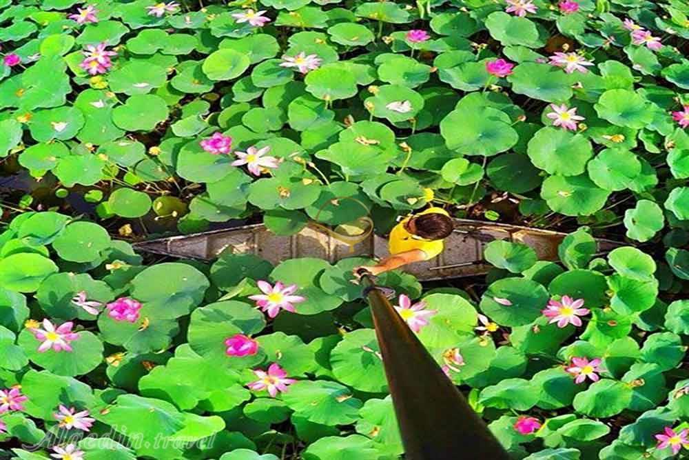 پارک نیلوفر آبی ساری | علاءالدین تراول