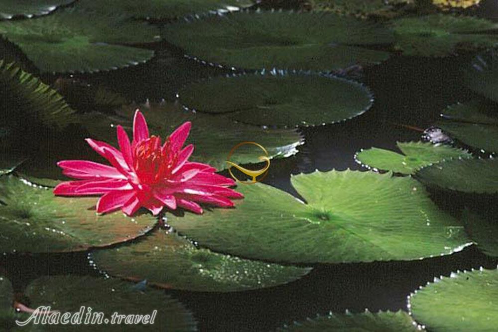 پارک نیلوفر آبی ساری | علاءالدین تراول