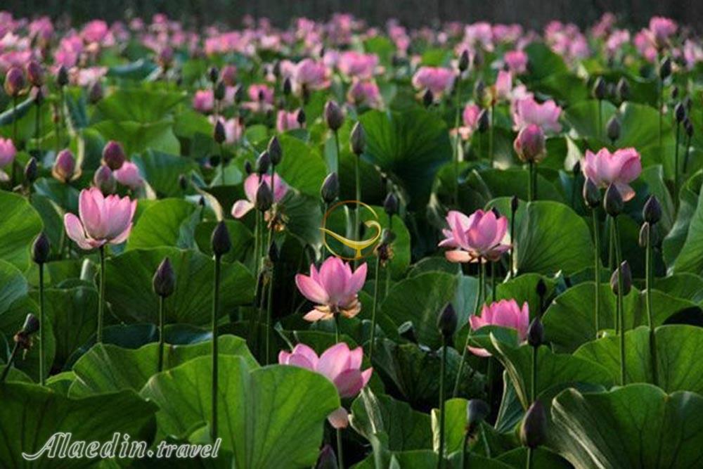 پارک نیلوفر آبی ساری | علاءالدین تراول