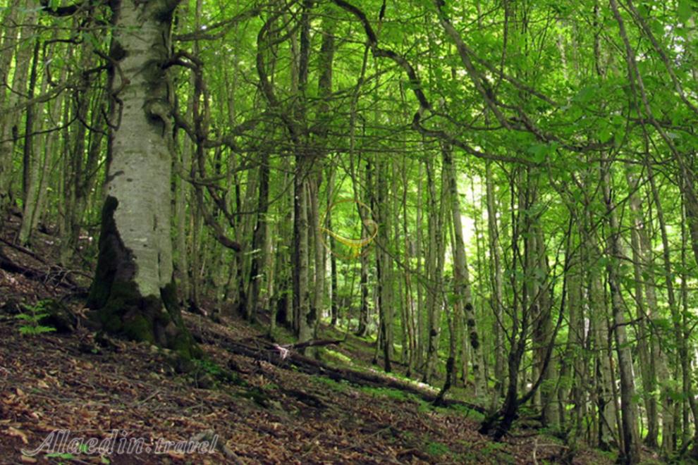 جنگل انجیلی سوادکوه | علاءالدین تراول