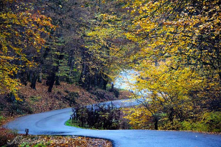 جنگل انجیلی سوادکوه | علاءالدین تراول