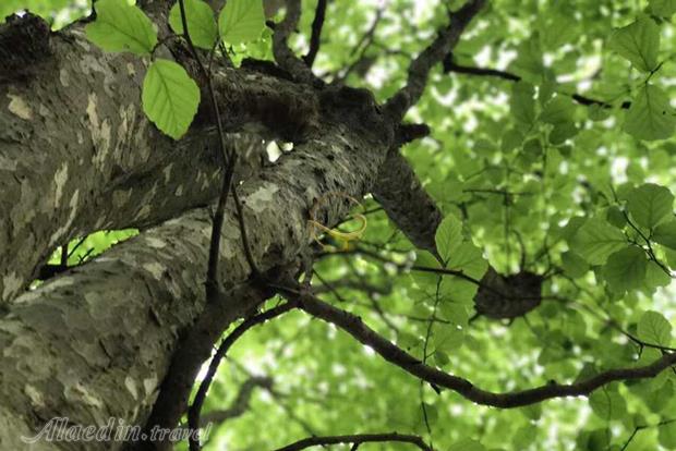 جنگل انجیلی (پیچک) سوادکوه