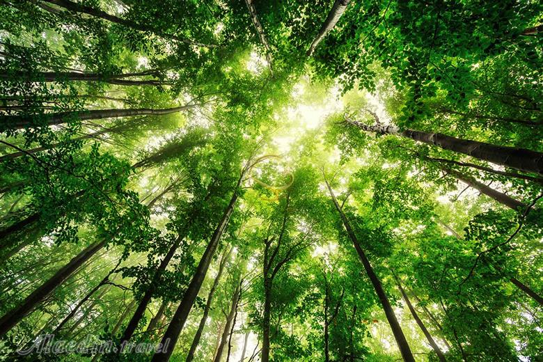 جنگل راش در سوادکوه | علاءالدین تراول