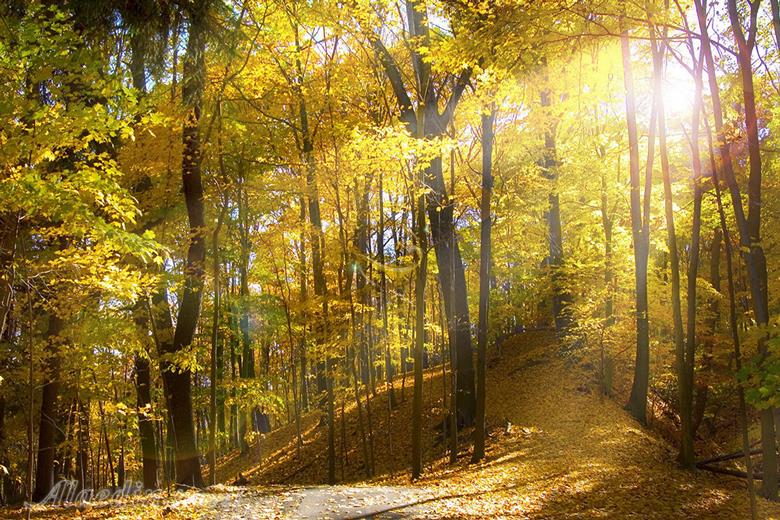 جنگل راش در سوادکوه | علاءالدین تراول