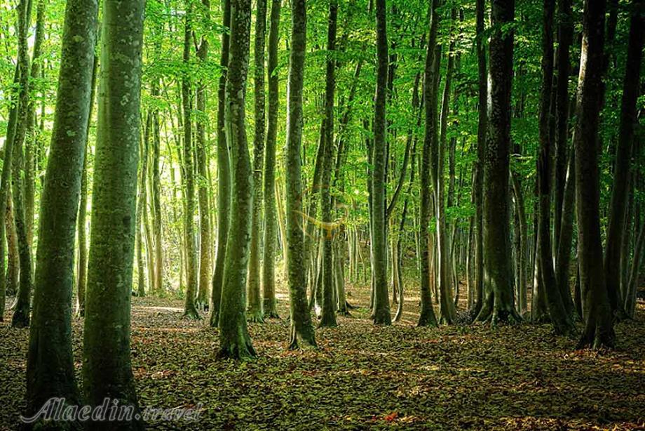 جنگل راش در سوادکوه | علاءالدین تراول