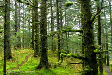 جنگل راش (سنگده) در سوادکوه