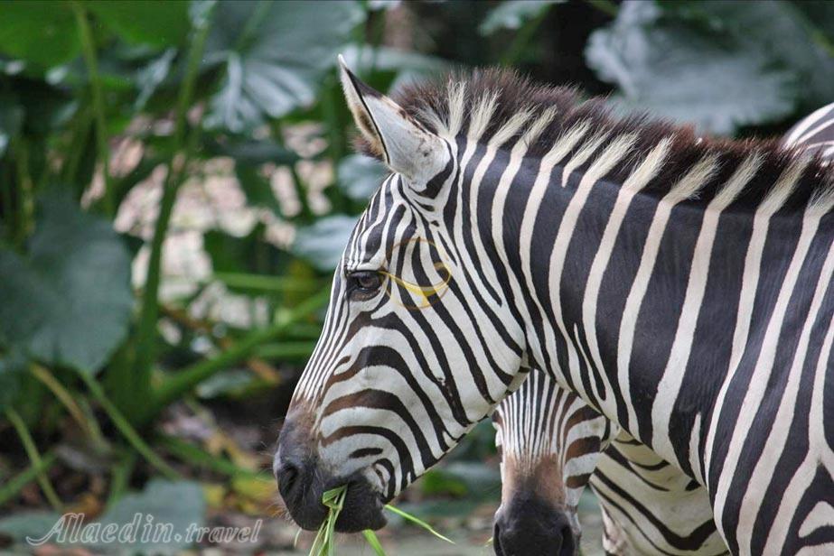 باغ وحش ملی مالزی در سلانگور | علاءالدین تراول