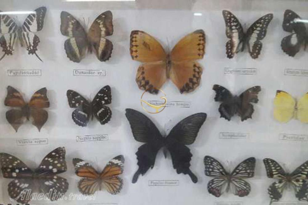 موزه تاریخ طبیعی سمنان | علاءالدین تراول