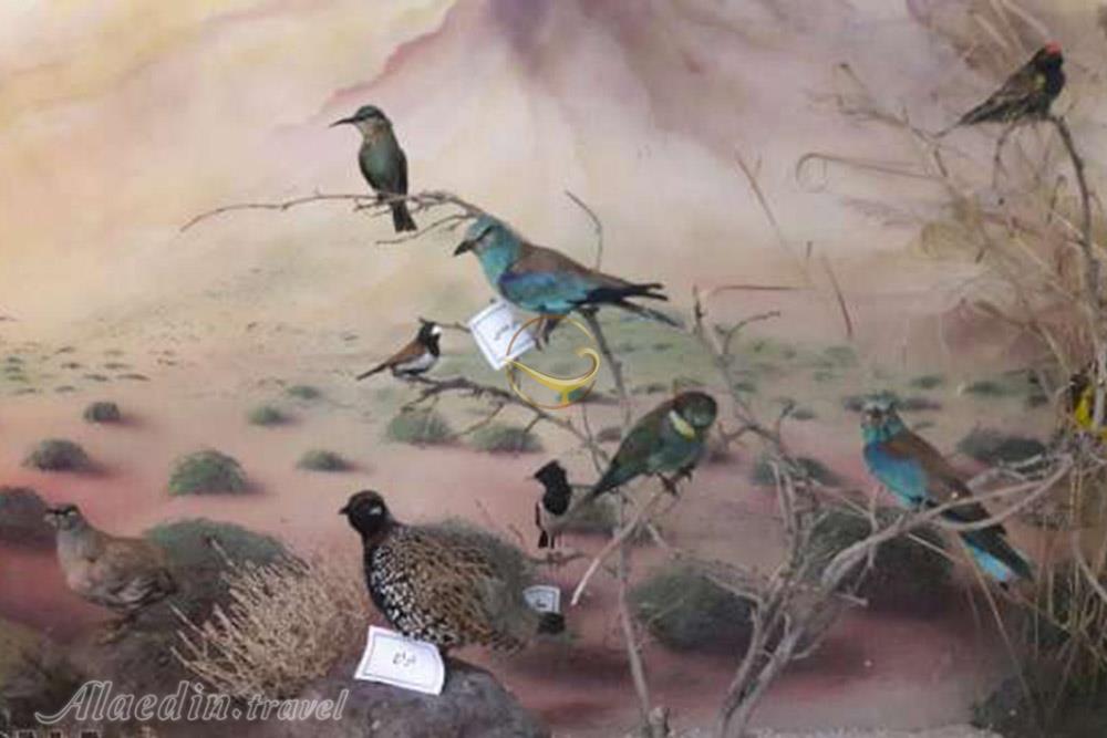 موزه تاریخ طبیعی سمنان | علاءالدین تراول