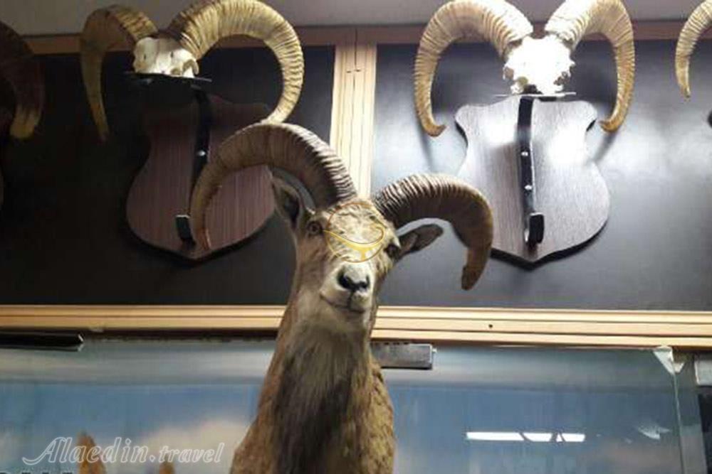 موزه تاریخ طبیعی سمنان | علاءالدین تراول