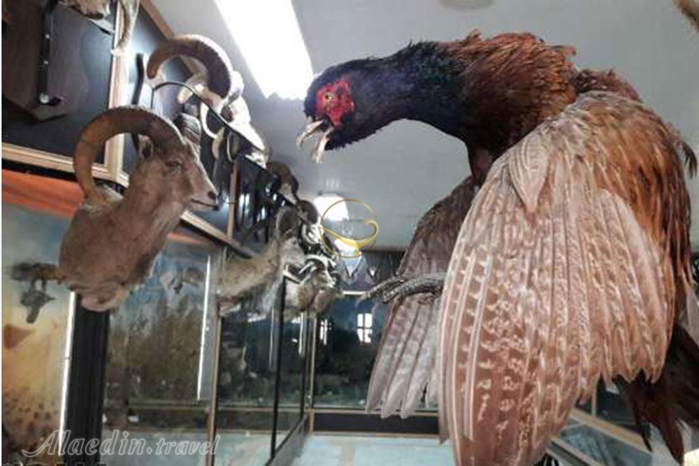 موزه تاریخ طبیعی سمنان | علاءالدین تراول