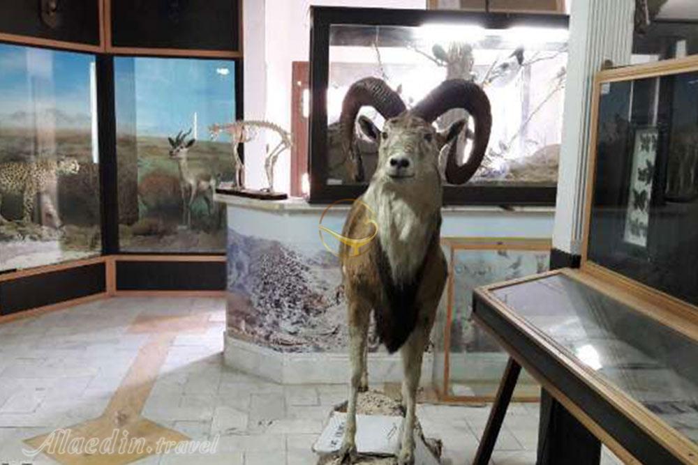 موزه تاریخ طبیعی سمنان | علاءالدین تراول