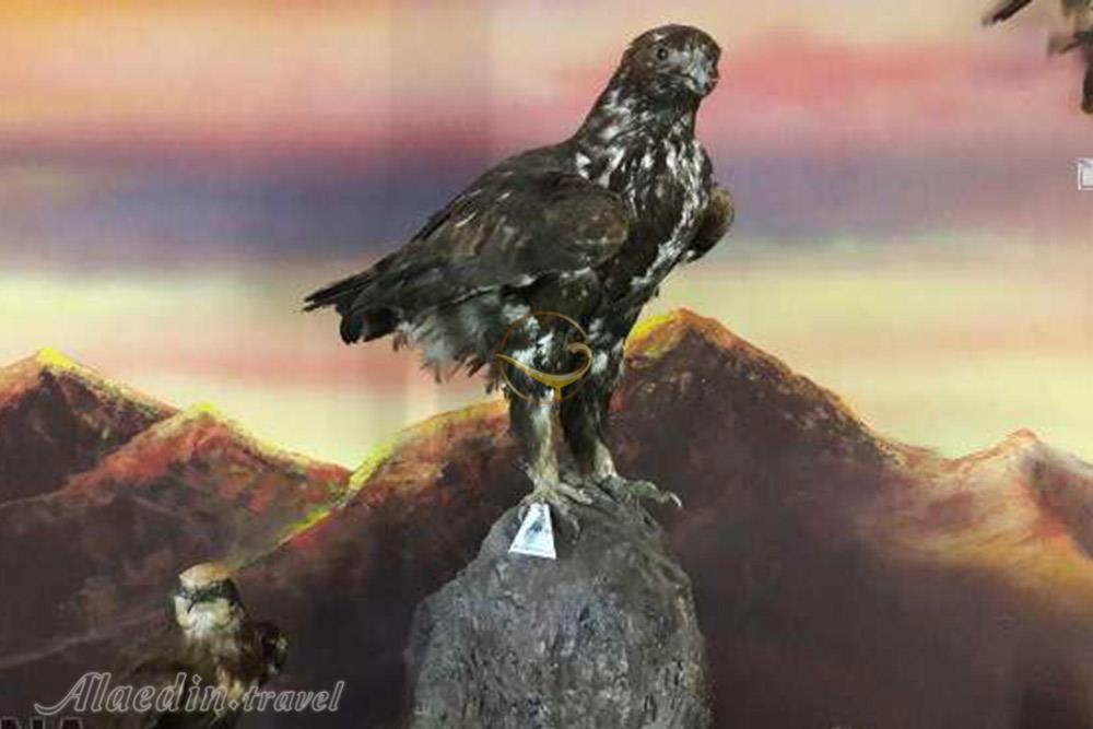 موزه تاریخ طبیعی سمنان | علاءالدین تراول