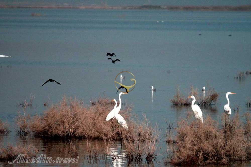 تالاب شادگان خوزستان | علاءالدین تراول