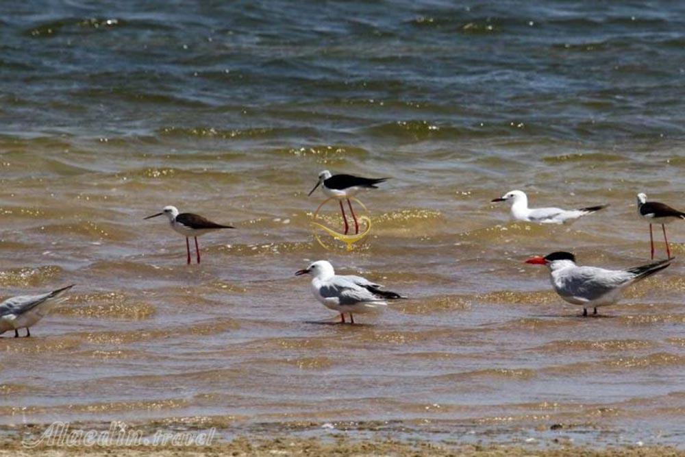 تالاب شادگان خوزستان | علاءالدین تراول