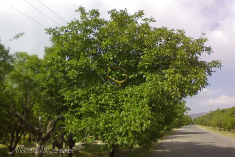 دهستان خبر در شهر بابک | علاءالدین تراول